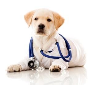 Dogs on Zoom - Pet Adoption promoted by Pedigree